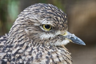 Spotted Thick knee (Burhinus capensis)