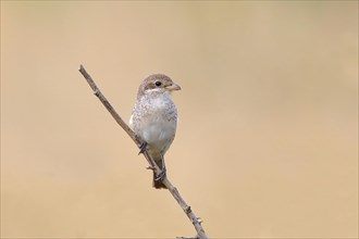 Red-backed Shrike (Canius collurio) female on perch