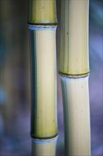 Bamboo (Phyllostachis) Bad Fuessing