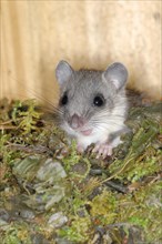 Edible dormouse (Glis glis) in a nesting box as a summer roost