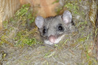 Edible dormouse (Glis glis) in a nesting box as a summer roost