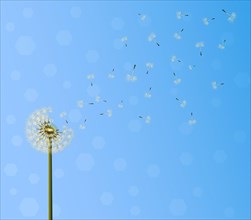 A lot of seeds escape from a dandelion flower on blue sky background. Vector illustration