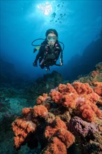 Diver looking at Soft corals (Alcyonacea) at the bottom of current channel