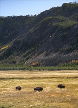 Three bison in tall grass
