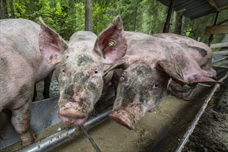 Domestic Pigs (Sus scrofa domesticus) at a trough in an outdoor enclosure