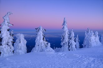 Sunset with snow-covered spruces