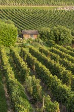 Saint Emilion wine region