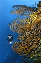 Diver on coral reef wall looking at black sea fan (Iciligorgia schrammi)