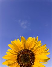 Close up of sunflower plant growing in the field over clear blue sky background in a sunny autumn day. Organic and natural yellow flower petals texture. Copy space for text