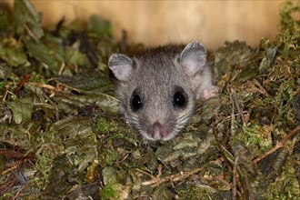 Edible dormouse (Glis glis) in a nesting box as a summer roost