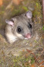 Edible dormouse (Glis glis) in a nesting box as a summer roost