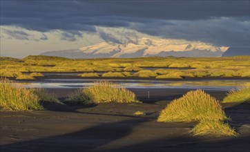 Dune landscape in the morning light