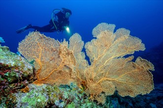Diver looking at Giant Sea Fan (Annella mollis)