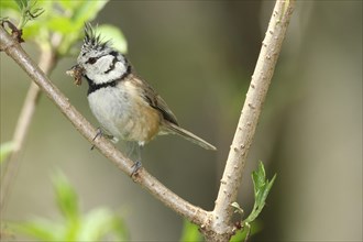 Crested tit (Parus cristatus) with food