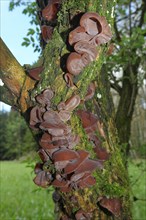 Judas ear (Auricularia auricula-judae) Mushrooms on old elder (Sambucus) trunk Allgaeu