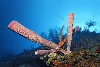 Coral reef wall with Stove pipe Sponge (Aplysina archeri)