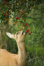European roe deer (Capreolus capreolus) eating ripe fruits of Myrobolane (Prunus cerasifera) in a meadow orchard