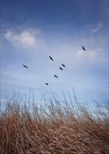 Flock of migratory birds flying over over a meadow with dry grass. Late autumnal scene
