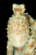 Close-up of Common Octopus (Octopus vulgaris)
