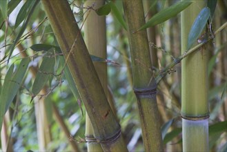 Bamboo (Phyllostachis) Bad Fuessing