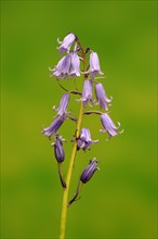 Spanish bluebell (Hyacinthoides hispanica)