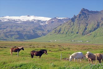 Icelandic horses in the pasture