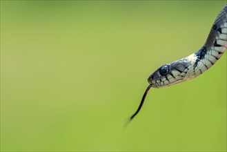 Barred grass snake (Natrix helvetica)