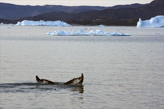 Humpback whale fluke in front of icebergs