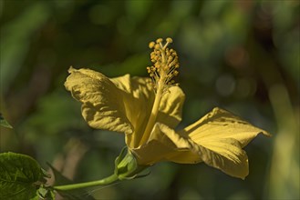 Yellow flower of Hibiscuses (Hibiscus)