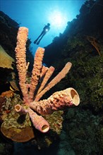 Stove pipe Sponge (Aplysina archeri) on coral reef wall
