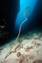 Spiral wire coral (Cirrhipathes spiralis)