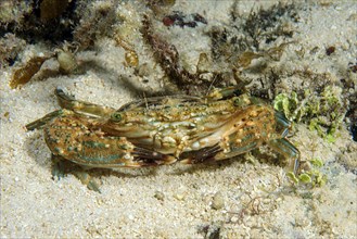 Swimming crab (Portunus spiniferus)