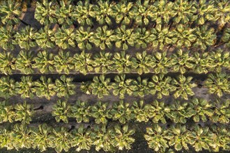 Nursery with rows of cultivated Desert Fan Palms (Washingtonia filifera)