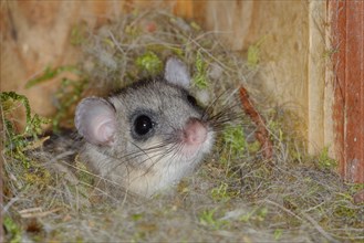 Edible dormouse (Glis glis) in a nesting box as a summer roost