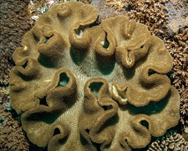 Mushroom Leather Coral (Sarcophyton ehrenbergi)