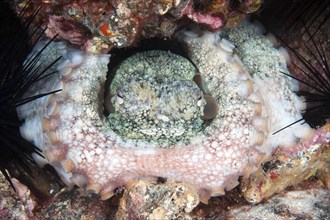 Common Octopus (Octopus vulgaris) blocking entrance of hideout with its tentacles