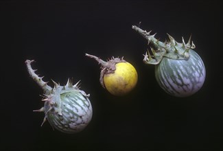 Solanum surattense burm: Solanum xanthocarpum: YEllow berried nightshade
