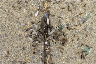 Ants swarm out of the burrow for the nuptial flight