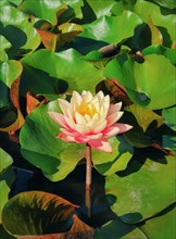 Close up of blooming coral pink color waterlily on the pond. Natural background with blossoming lotus flowers on the lake surface