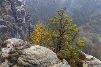 Sandstone rocks in the Bastei area