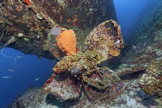 Reticulated barrel sponge (Verongula gigantea) growing on propeller
