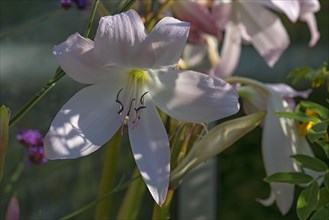 Belladonna lily (Amaryllis belladonna)