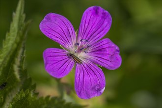 Flower of the blood-red Bloody cranesbill (Geranium sanguineum) with a beetle