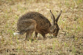 European hare (Lepus europaeus) eating new shoots in a stubble field
