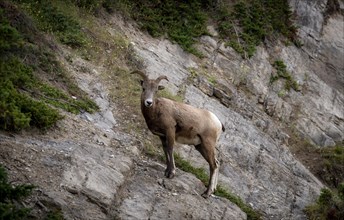 Bighorn sheep (Ovis canadensis) on a rock face