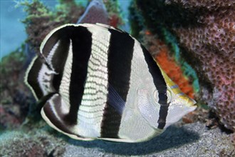 Banded butterflyfish (Chaetodon striatus)