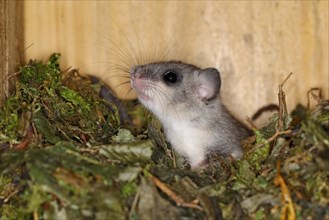 Edible dormouse (Glis glis) in a nesting box as a summer roost