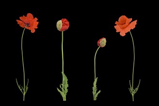 Poppy flowers (Papaver rhoeas)