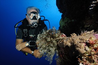 Older diver looking at feather star (Cenometra bella) on steep wall of coral reef