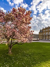 Magnolia (Magnolia) in front of the New Palace on Schlossplatz